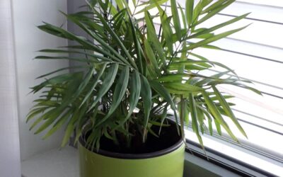 Odobren projekt „Ozelenimo školu“!