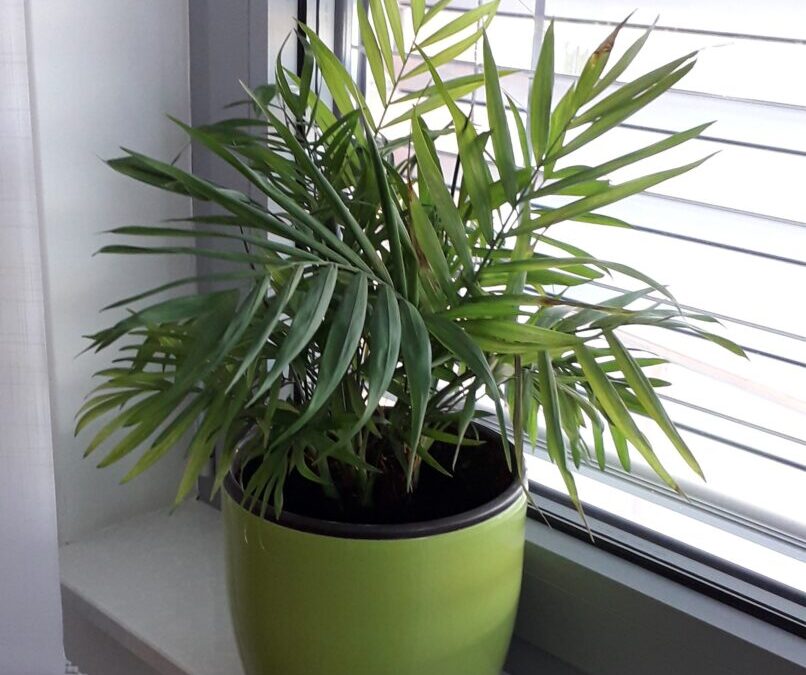 Odobren projekt „Ozelenimo školu“!