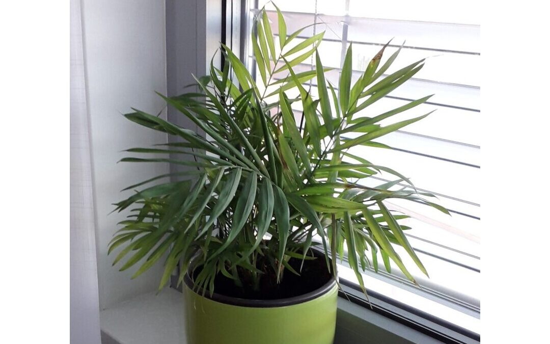 Odobren projekt „Ozelenimo školu“!